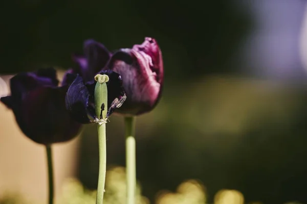 Eine Leuchtend Violette Blüte Und Eine Ungeöffnete Blüte Auf Dem — Stockfoto