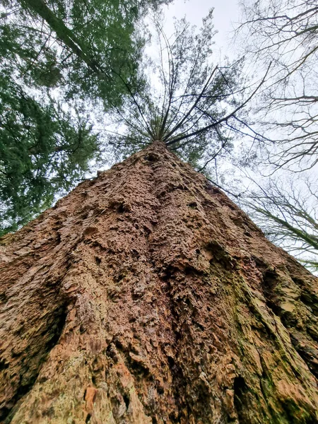 Close Bark Giant Redwood Sequoia Tree — Stock Photo, Image