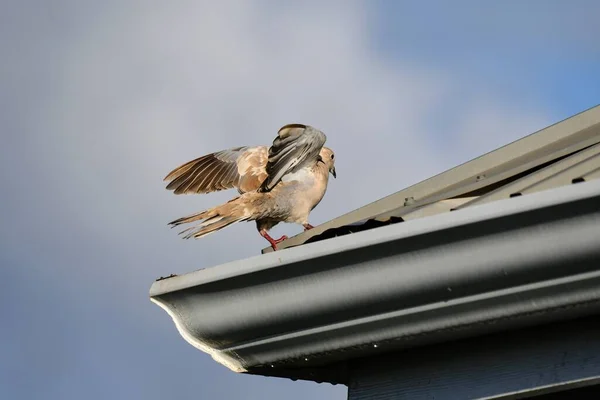 青い空に対して屋根から離陸ユーラシア色の鳩の低角度ショット — ストック写真