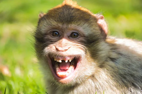 在朦胧中拍到一只微笑的猴子的特写 — 图库照片