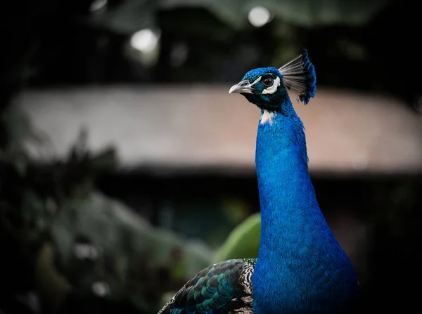 Closeup Blue Peacock Looking Aside Blurry Background Zoo — Stock Photo, Image