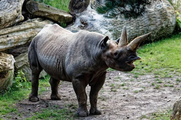 Chiamare Rinoceronti Allo Zoo Lipsia Affrika Svane — Foto Stock