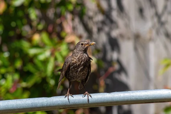 Ein Kleiner Schwarzer Vogel Hockte — Stockfoto