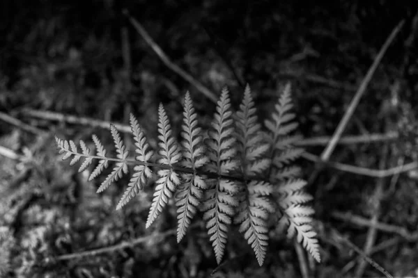 Een Close Grijswaarden Opname Van Fern Plant Aftakking — Stockfoto