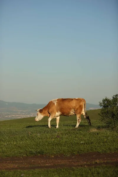 Tiro Vertical Uma Vaca Pastando Prado Sob Céu Sem Nuvens — Fotografia de Stock