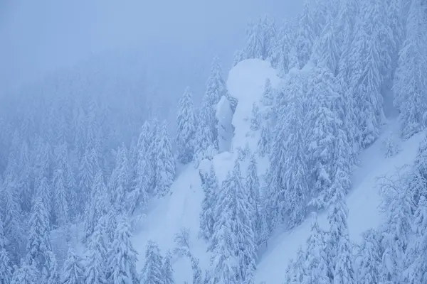 美丽的厚厚的积雪覆盖了瑞士的一片森林 到处都是树 — 图库照片