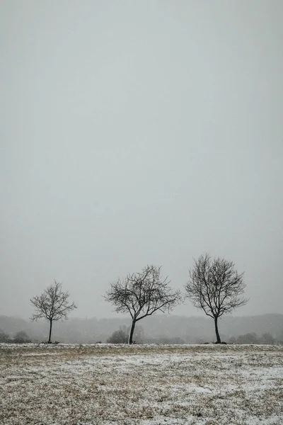 Vertikální Záběr Pole Pokryté Sněhem — Stock fotografie