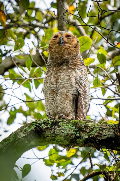 枝の上の茶色いフクロウの垂直ショット — ストック写真