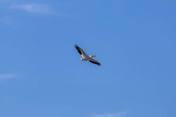 Vit Stork Fågel Flykt Mot Den Blå Himlen — Stockfoto