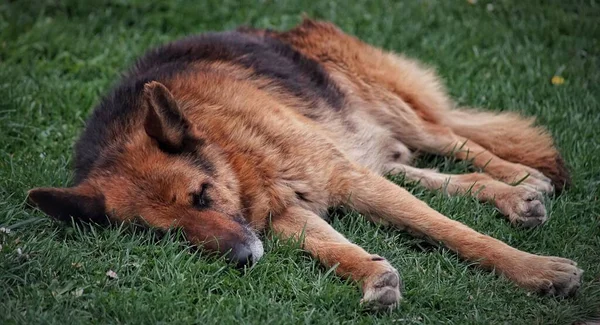 Ένα Κοντινό Πλάνο Ενός Γερμανικού Ποιμενικού Σκύλου Που Κοιμάται Στο — Φωτογραφία Αρχείου