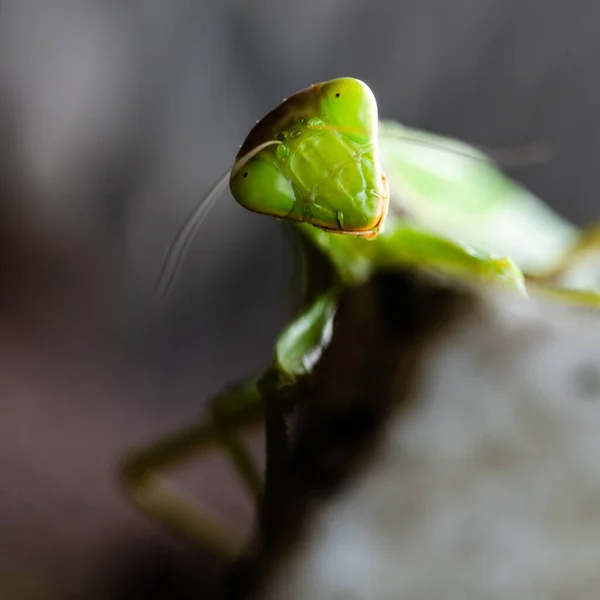 Une Macro Photo Insecte Vert Sur Fond Flou — Photo