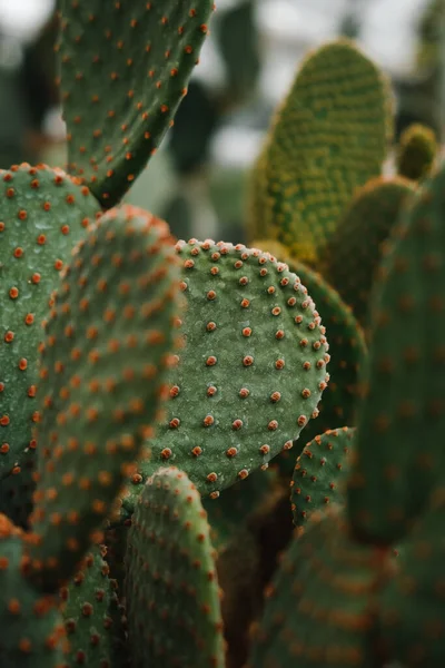 Vertical Closeup Prickly Pear Plants Botanical Garden Iasi — Stock Photo, Image