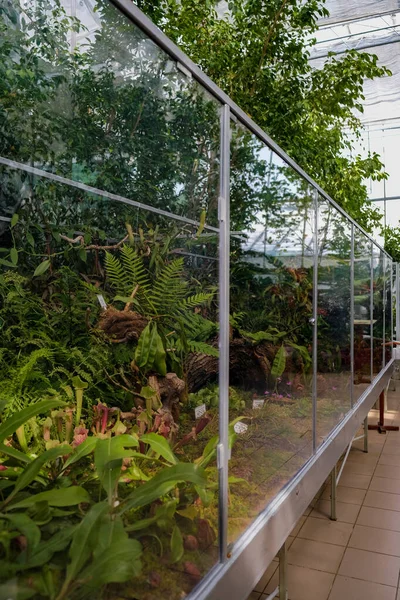 Eine Vertikale Aufnahme Schöner Pflanzen Einem Botanischen Garten Iasi — Stockfoto