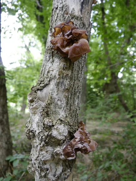 Ein Vertikaler Schuss Holzohrpilz Wächst Auf Einem Ahornbaum Missouri — Stockfoto