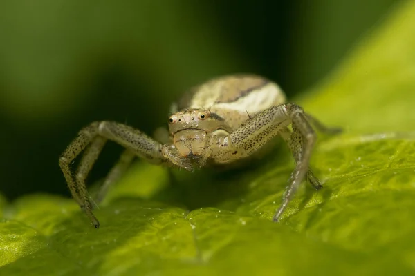 Primer Plano Una Araña Una Planta Verde —  Fotos de Stock