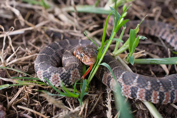 Una Serpiente Acuática Vientre Llano Juvenil Deslizándose Por Patio — Foto de Stock