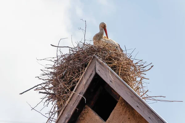 青い空に対する建物の上の巣の上に白いコウノトリの低角度ショット — ストック写真