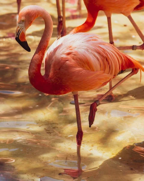 Zbliżenie Flaminga Stojącego Jednej Nodze Pod Słońcem — Zdjęcie stockowe