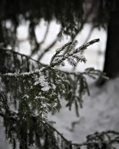 Vertikal Skott Gren Ett Träd Med Snö Den Kall Vinterdag — Stockfoto