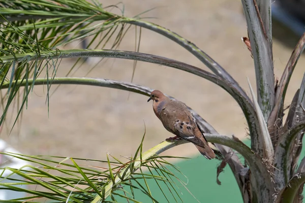 Una Paloma Solitaria Sentada Una Rama Árbol — Foto de Stock