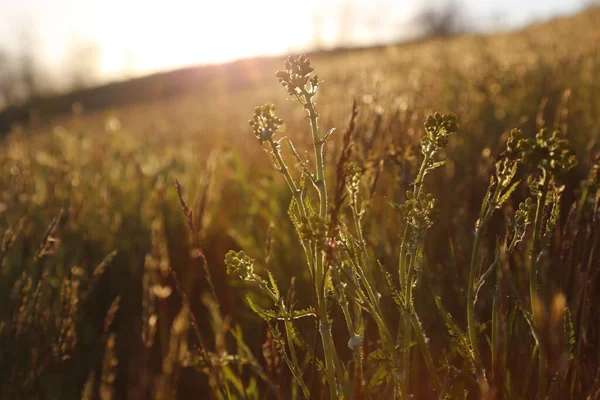 Focus Selettivo Field Penny Cress Contro Luce Solare Tramonto — Foto Stock