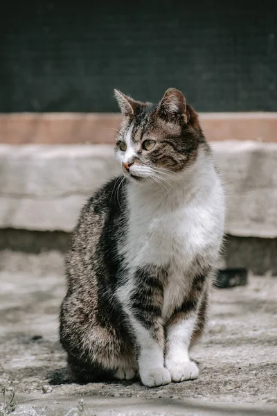 背景がぼやけている白と茶色の猫の垂直ショット — ストック写真