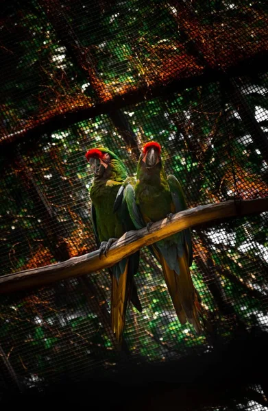 Вертикальный Снимок Двух Попугаев Сидящих Ветке Дерева — стоковое фото