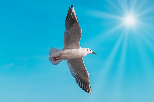 Uma Gaivota Voando Céu Azul Sob Sol — Fotografia de Stock