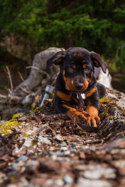 Rottweiler Puppy Playing Outdoors — Stock Photo, Image