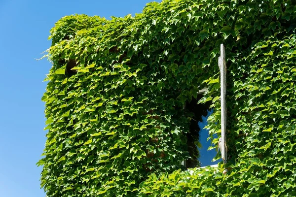 Gros Plan Une Fenêtre Couverte Plantes Grimpantes Sous Lumière Soleil — Photo