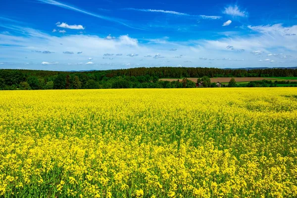Het Uitzicht Gele Bloemenweide Met Bomen Blauwe Lucht Achtergrond — Stockfoto