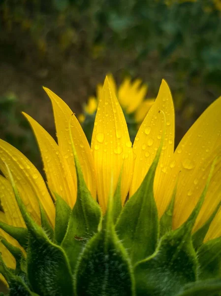 A vertical shot of a back part of the head of the sunflower with rain drops on yellow petals