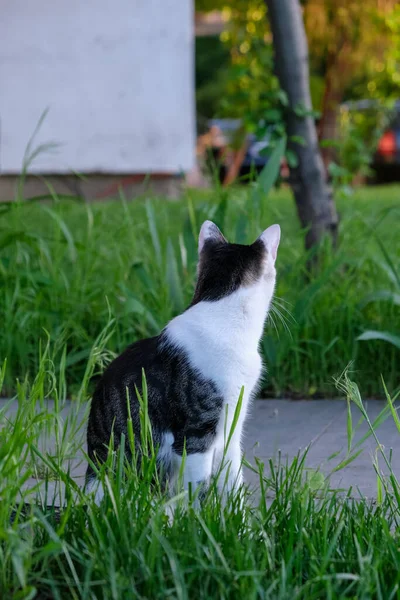 Een Verticaal Shot Van Een Zwart Wit Het Gras — Stockfoto