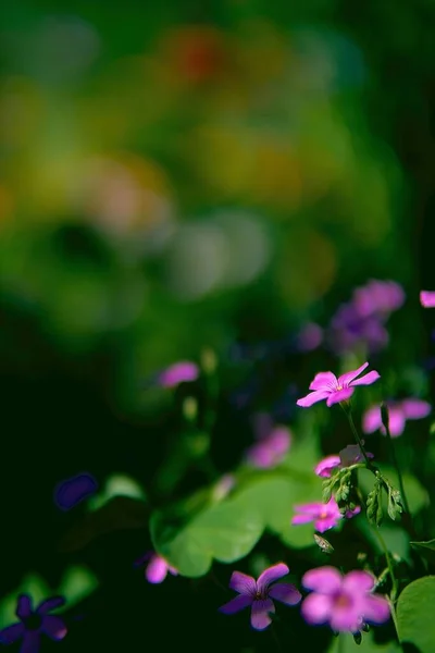 Tiro Vertical Das Flores Silvestres — Fotografia de Stock