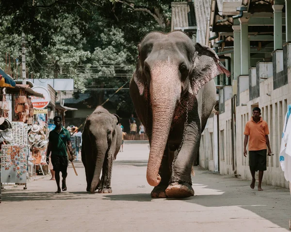 Ludzie Słoniami Chodzą Pokojowo Ulicami Sri Lanki — Zdjęcie stockowe