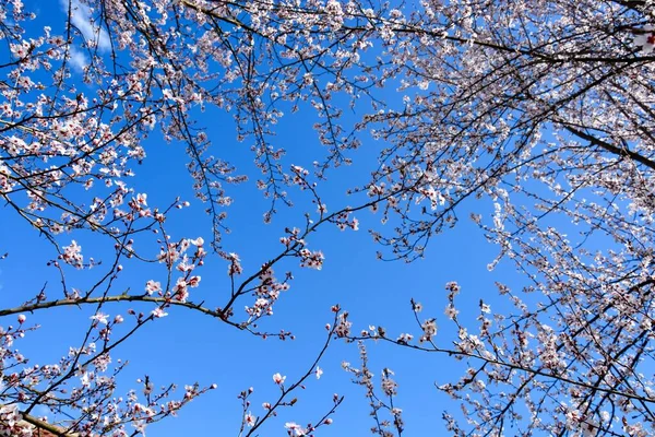 Niski Kąt Strzał Gałęzi Drzewa Kwitnącymi Kwiatami Przeciw Błękitnym Niebem — Zdjęcie stockowe