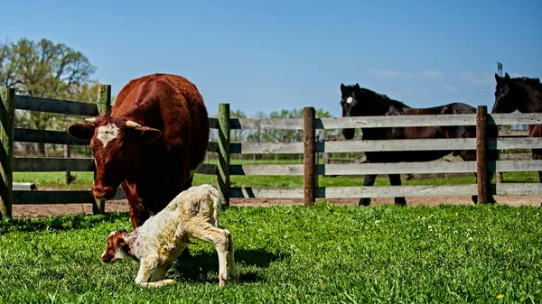 Closeup Shot Mother Cow Its Calf Green Field — Stock Photo, Image