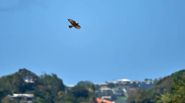 Hawk Open Wings Soaring Air Green Trees Buildings Blue Sky — Stock Photo, Image