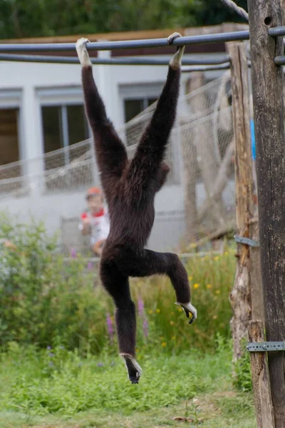 Eine Vertikale Aufnahme Eines Wendigen Gibbons Der Einem Metallrohr Baum — Stockfoto