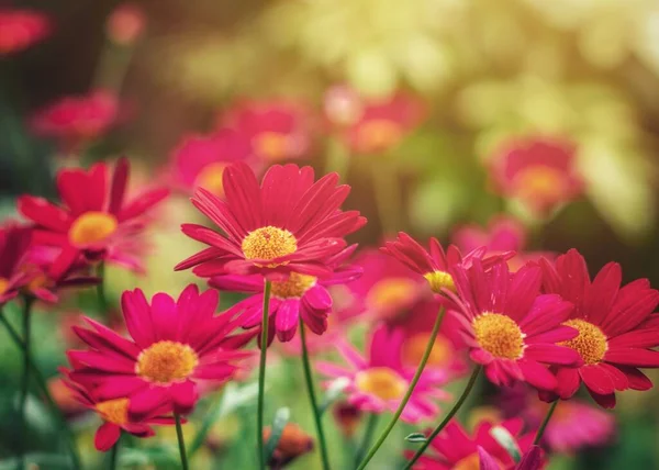 Selective Focus Shot Blooming Pink Marguerite Daisies Field — Stock Photo, Image