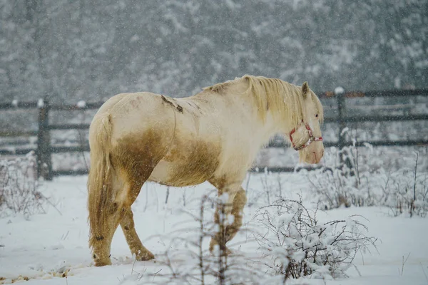 Vit Inhemsk Häst Equus Ferus Caballus Framför Ett Staket Vintern — Stockfoto