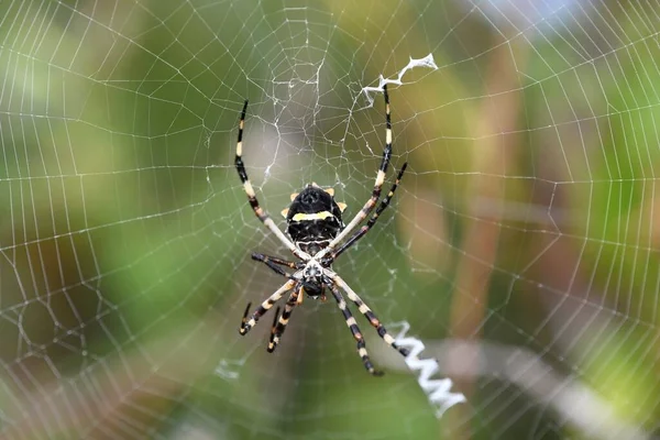 Primer Plano Argiope Brunnich Una Telaraña —  Fotos de Stock