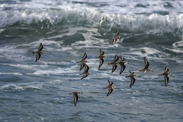 一些海鸥在海浪中飞翔的美丽镜头 — 图库照片
