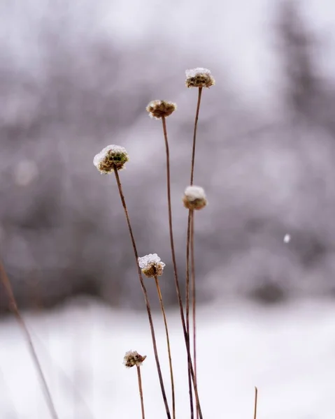 Eine Vertikale Aufnahme Trockener Pflanzen Die Winter Wald Mit Schnee — Stockfoto