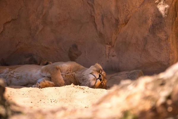 在山洞里睡觉的母狮的近景 — 图库照片