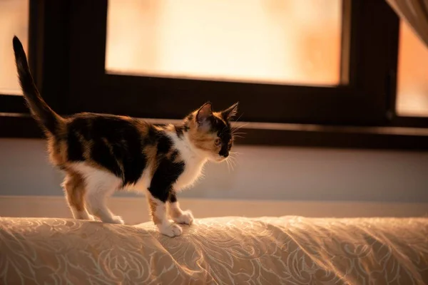 Nahaufnahme Eines Niedlichen Dreifarbigen Kätzchens Auf Der Heimischen Couch — Stockfoto