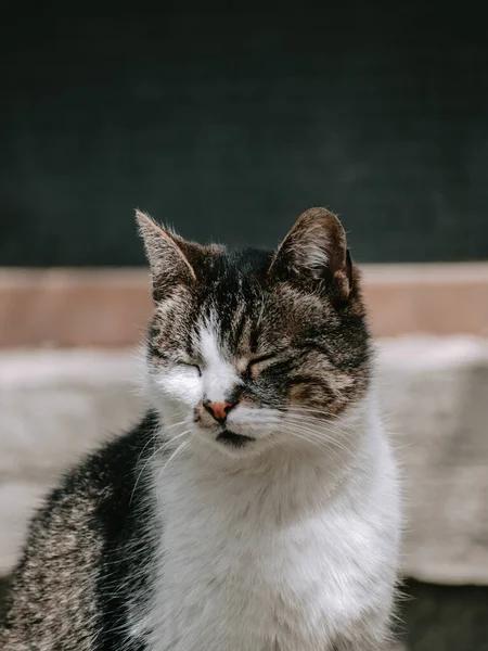 一只眼睛闭着的可爱的猫在模糊的背景下被隔离的垂直肖像 — 图库照片