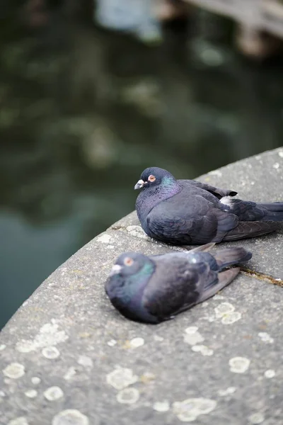 两只鸽子在岩石上休息的选择性镜头 — 图库照片