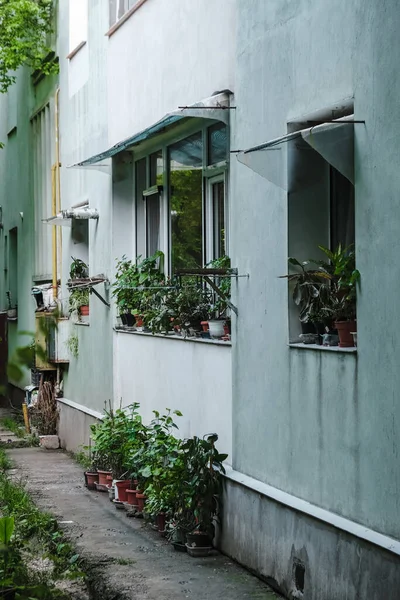 Vertical Shot Blue Building Houseplants Window Sills — Stock Photo, Image