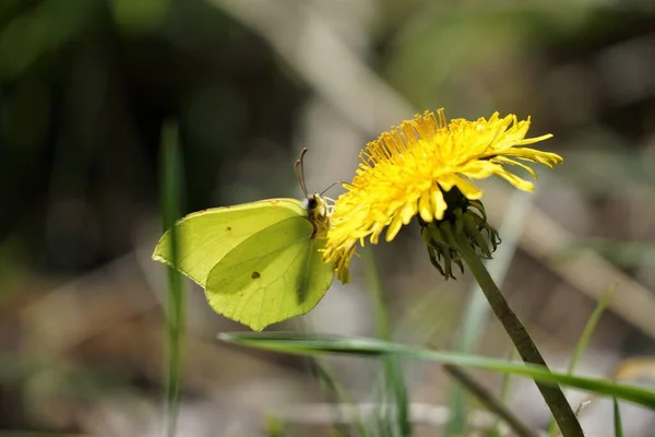 Egy Közönséges Kénköves Pillangó Közelsége Ami Egy Sárga Pitypang Nektárját — Stock Fotó
